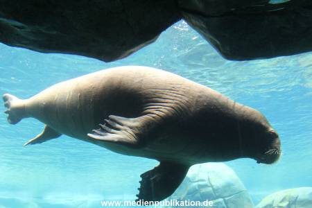 Eismeer Hagenbeck 05072012 040
