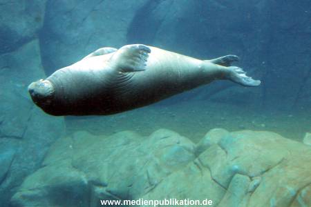 Eismeer Hagenbeck 05072012 041