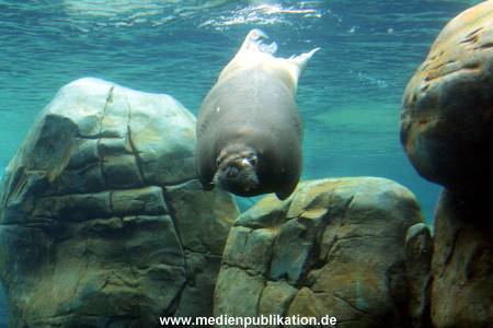 Eismeer Hagenbeck 05072012 046