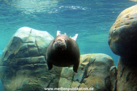 Eismeer Hagenbeck 05072012 048