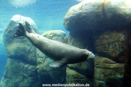 Eismeer Hagenbeck 05072012 049