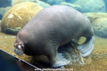 Eismeer Hagenbeck 05072012 050