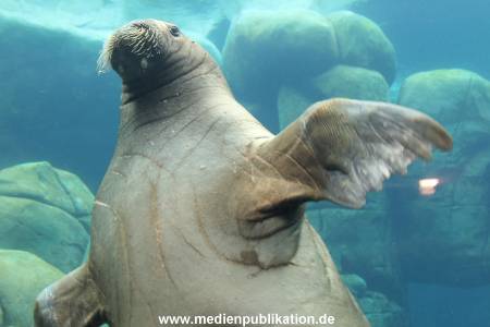 Eismeer Hagenbeck 05072012 051