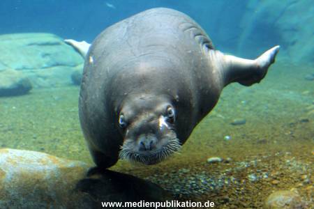 Eismeer Hagenbeck 05072012 052