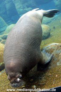 Eismeer Hagenbeck 05072012 054