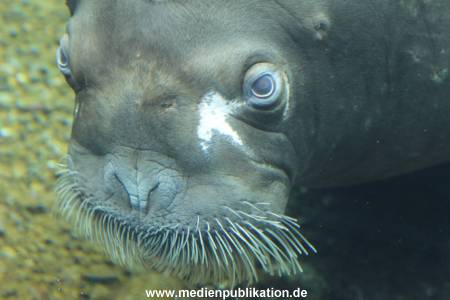 Eismeer Hagenbeck 05072012 055