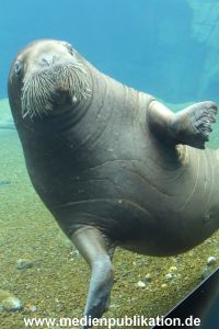 Eismeer Hagenbeck 05072012 056