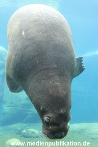 Eismeer Hagenbeck 05072012 058