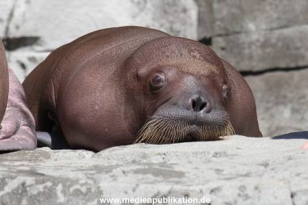 Hagenbeck 02072015 002
