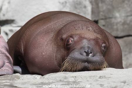 Hagenbeck 02072015 005