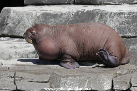 Hagenbeck 02072015 007