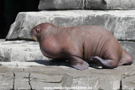 Hagenbeck 02072015 008