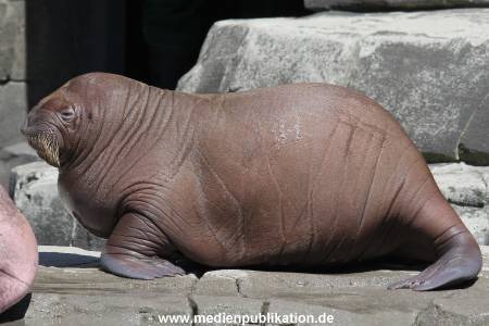Hagenbeck 02072015 010