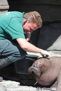 Hagenbeck 02072015 011