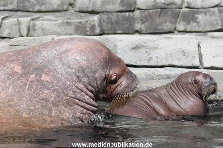 Hagenbeck 02072015 012