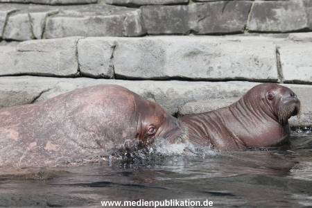 Hagenbeck 02072015 013