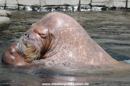 Hagenbeck 02072015 014