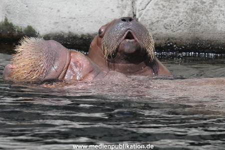 Hagenbeck 02072015 015