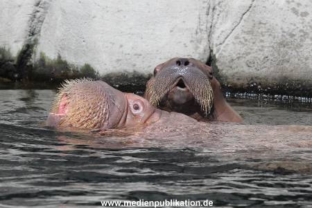 Hagenbeck 02072015 016