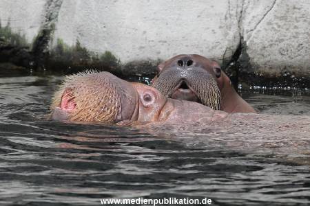 Hagenbeck 02072015 017