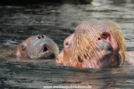 Hagenbeck 02072015 018
