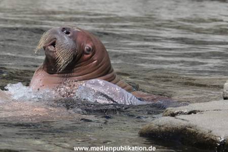Hagenbeck 02072015 019