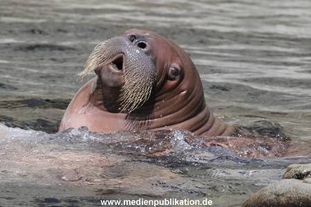 Hagenbeck 02072015 020