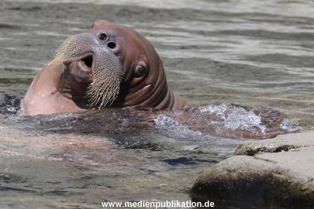 Hagenbeck 02072015 021