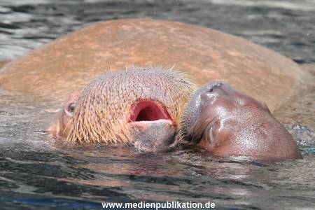 Hagenbeck 02072015 022