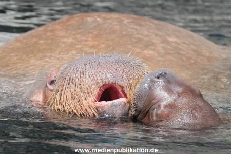 Hagenbeck 02072015 023