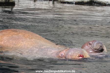 Hagenbeck 02072015 024