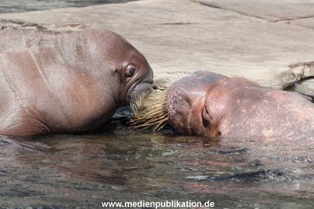 Hagenbeck 02072015 025