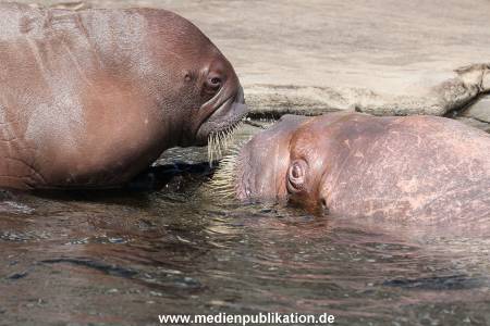 Hagenbeck 02072015 027