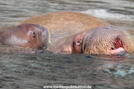 Hagenbeck 02072015 028
