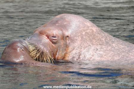 Hagenbeck 02072015 029