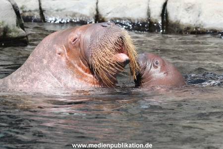 Hagenbeck 02072015 030