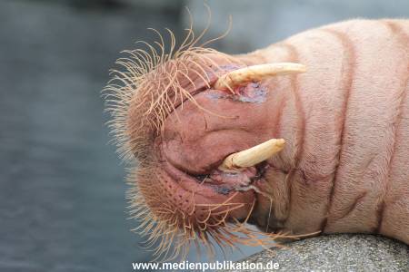 Hagenbeck 24022015 075