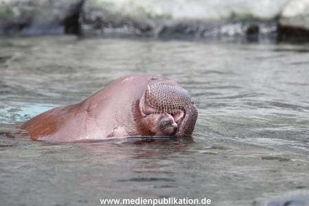 Hagenbeck 24022015 076
