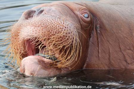 Hagenbeck 24032015 033