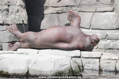 Hagenbeck 31052015 016