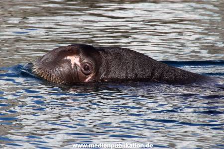 Hagenbeck Eismeer 22062012 002