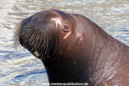 Hagenbeck Eismeer 22062012 003