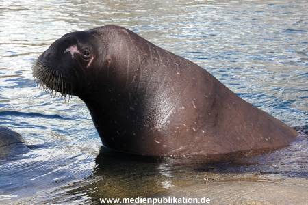 Hagenbeck Eismeer 22062012 004
