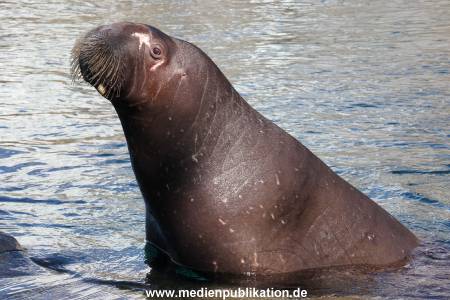 Hagenbeck Eismeer 22062012 005