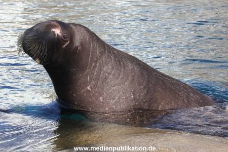 Hagenbeck Eismeer 22062012 006