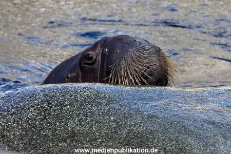 Hagenbeck Eismeer 22062012 007