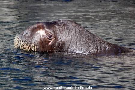 Hagenbeck Eismeer 22062012 011