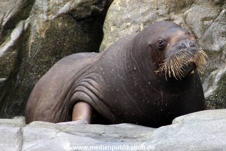 Hagenbeck Eismeer 22062012 038
