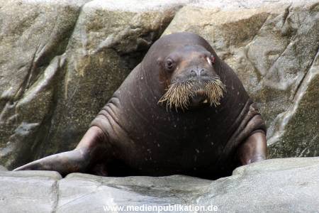 Hagenbeck Eismeer 22062012 039