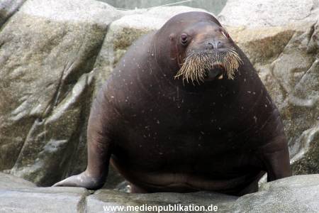 Hagenbeck Eismeer 22062012 040